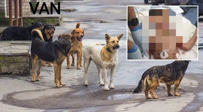 Köpeklerin saldırısında ölen çocuğun cenazesi Adli Tıp Kurumuna sevk edildi