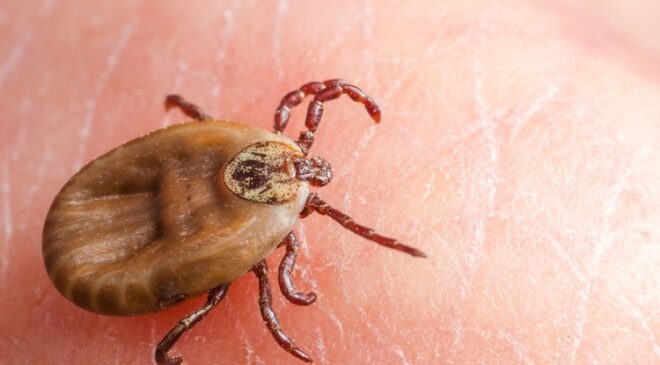 Sivas’ta Kırım Kongo Kanamalı Ateşi Şüphesiyle Bir Can Kaybı Daha