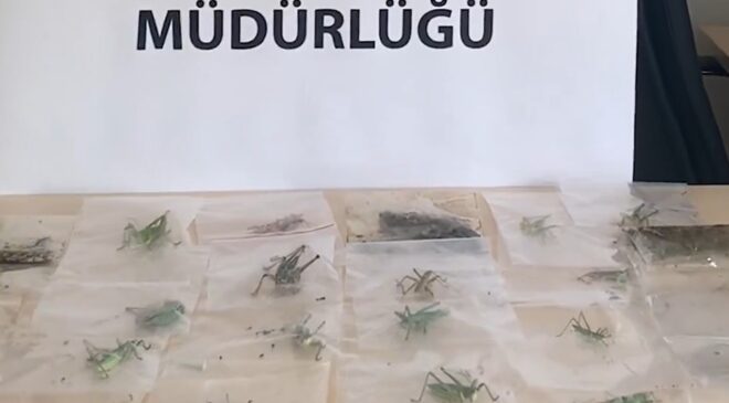 Adıyaman’da Çekirge Toplayan 3 Yabancı Uyruklu Şahsa 2 Milyon 97 Bin Lira Ceza