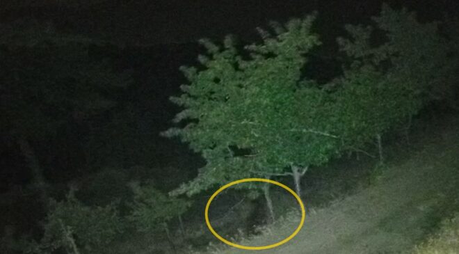 Çorum İskilip’te Ayılar Yerleşime İndi: Bahçeleri Talan Etti