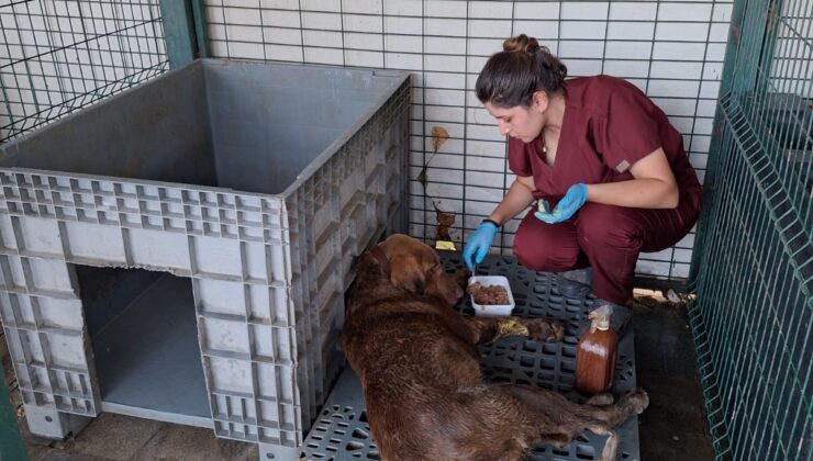 Yalova Esenköy’de Eski Su Kuyusuna Düşen Köpek Kurtarıldı