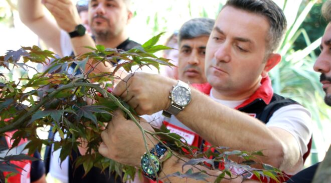Kahverengi Kokarcayla Mücadelede 5 Bin Samuray Arısı Doğaya Salındı