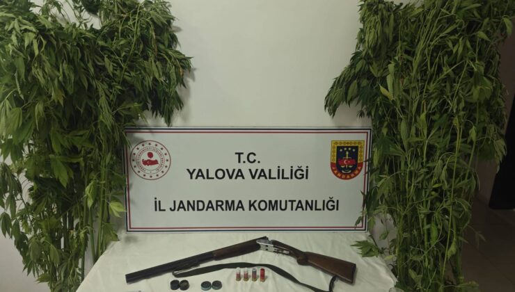 Yalova’da Uyuşturucu Operasyonu: Çiftlikköy’de Serada Kenevir Ele Geçirildi